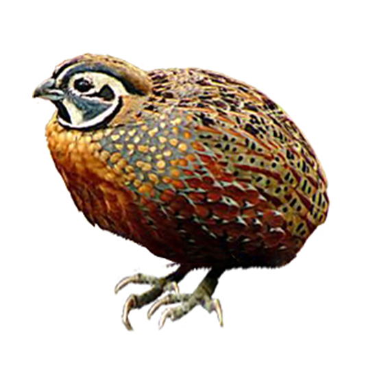 Ocellated Quail